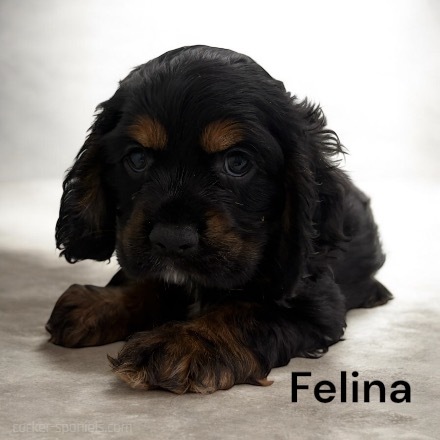 puppy, for, sale, Cocker Spaniel, Joe & Cherri  Overlease, dog, breeder, Miller, MO, dog-breeder, puppy-for-sale, forsale, nearby, find, puppyfind, locator, puppylocator, aca